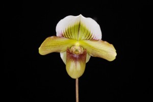 Paph. Yi-Ying Tricolor Crystal Montclair HCC 77 pts.